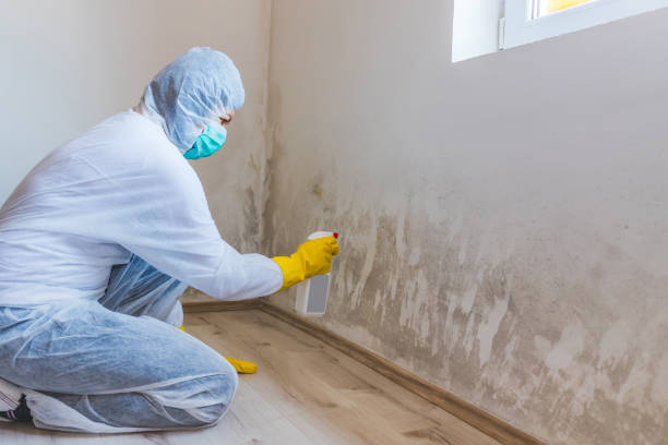 Licensed Basement Mold Removal service in Dunedin, FL - WQB Mold Removal
