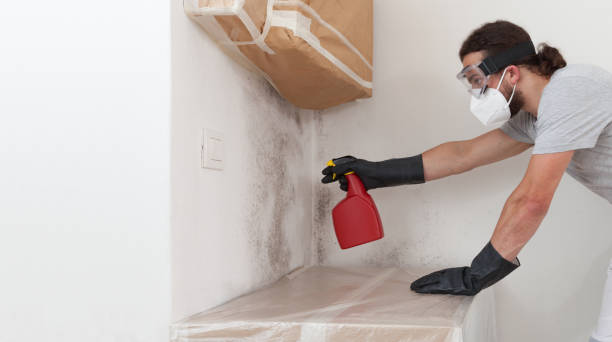 Professional Basement Mold Removal technician working in Dunedin, FL