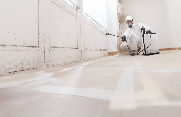 24/7 Emergency Basement Mold Removal experts in Dunedin, FL