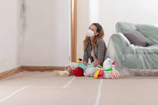 Reliable Basement Mold Removal contractor in Dunedin, FL by WQB Mold Removal