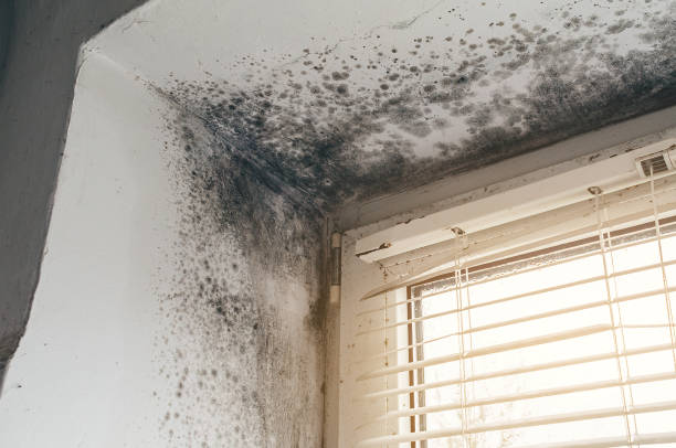Affordable Basement Mold Removal solutions in Dunedin, FL