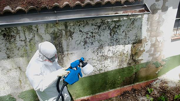 Top rated local Basement Mold Removal specialists in Dunedin, FL